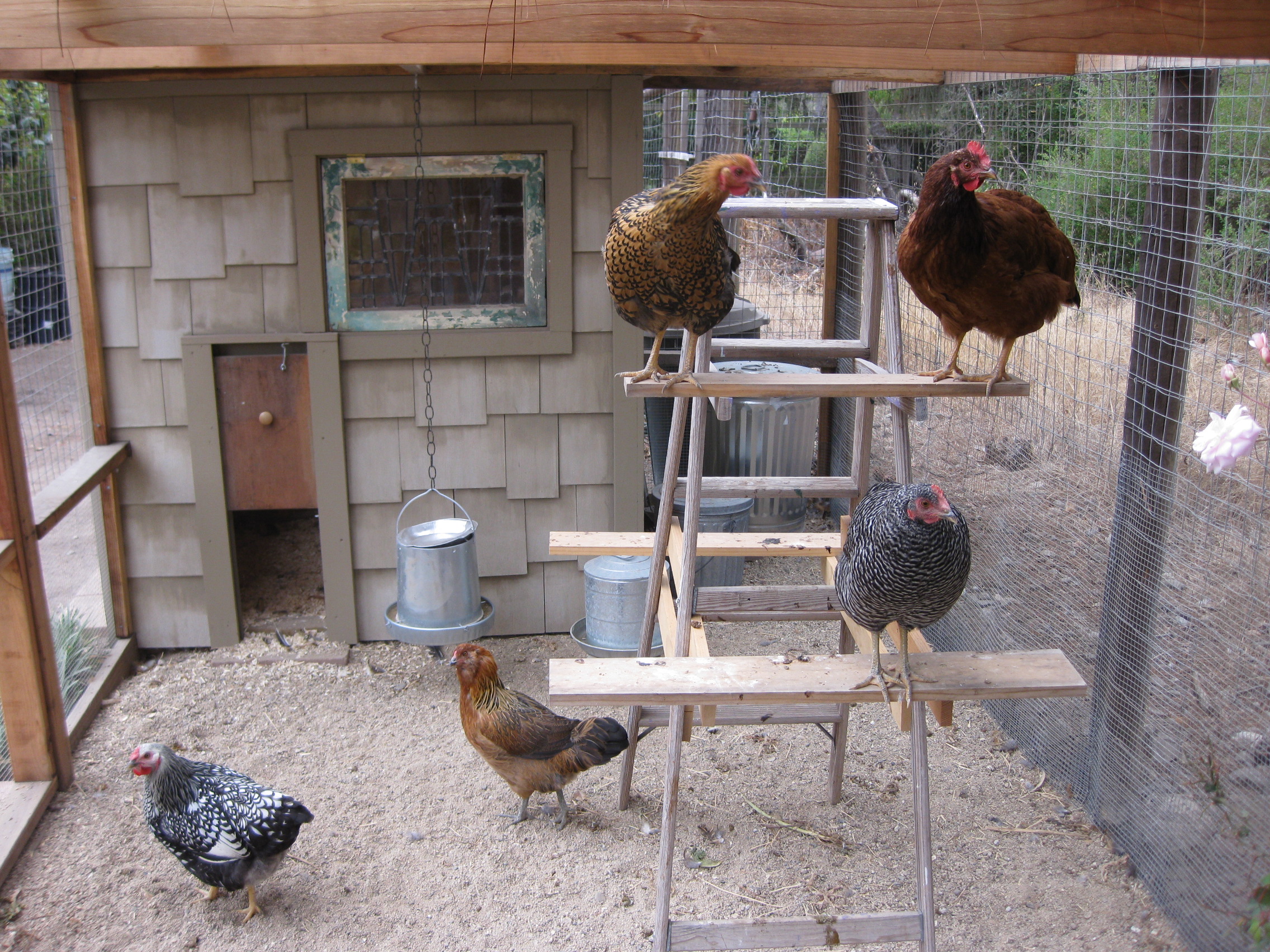 Floor Space for Chicken Coop and Runs - Raising Chickens - coop design 