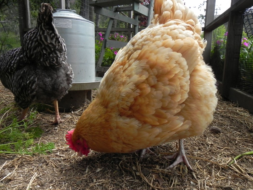 Gets “Broody” - Raising Chickens The Hen Blog - broody hen ...