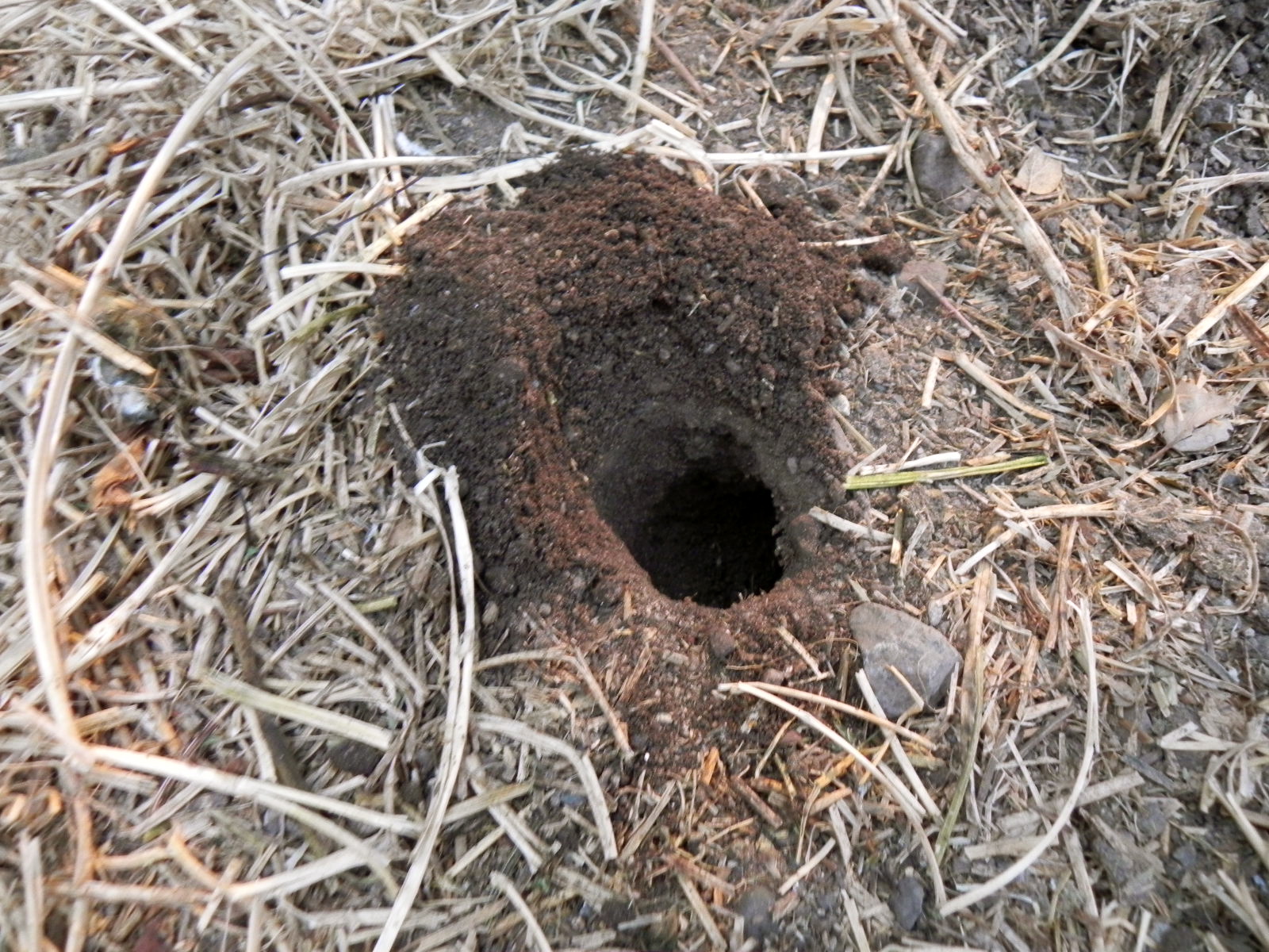 Posts Tagged how deep do gophers dig