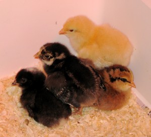 Four-day-old chicks
