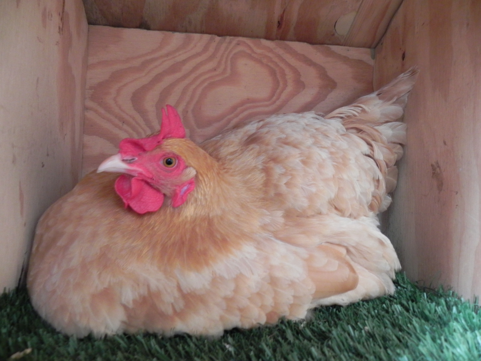 How to Break a Broody Hen - Backyard Poultry