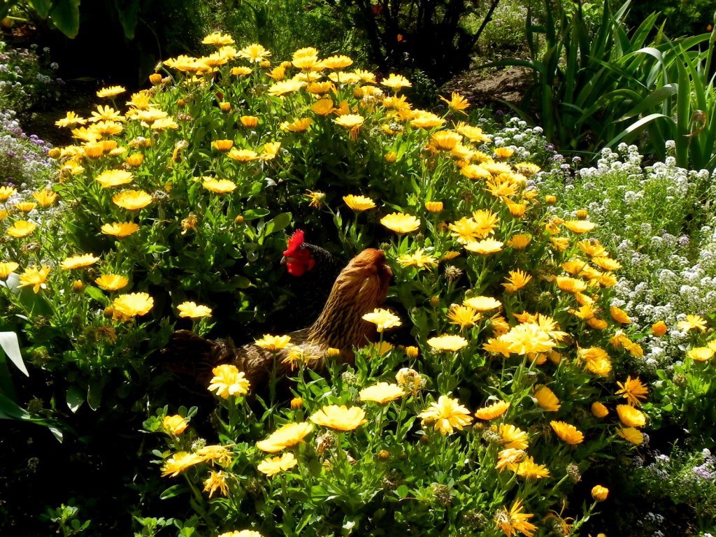Two hen in flowering schrub (Calendula).